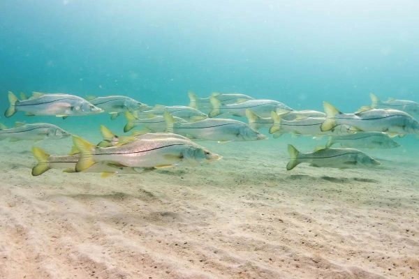 Sight Fishing For Beach Snook On Lover’s Key